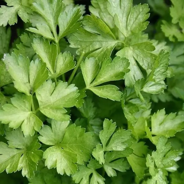 Семена Петрушка листовая Богатырь